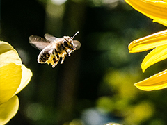 Pollinator Protection Policies
