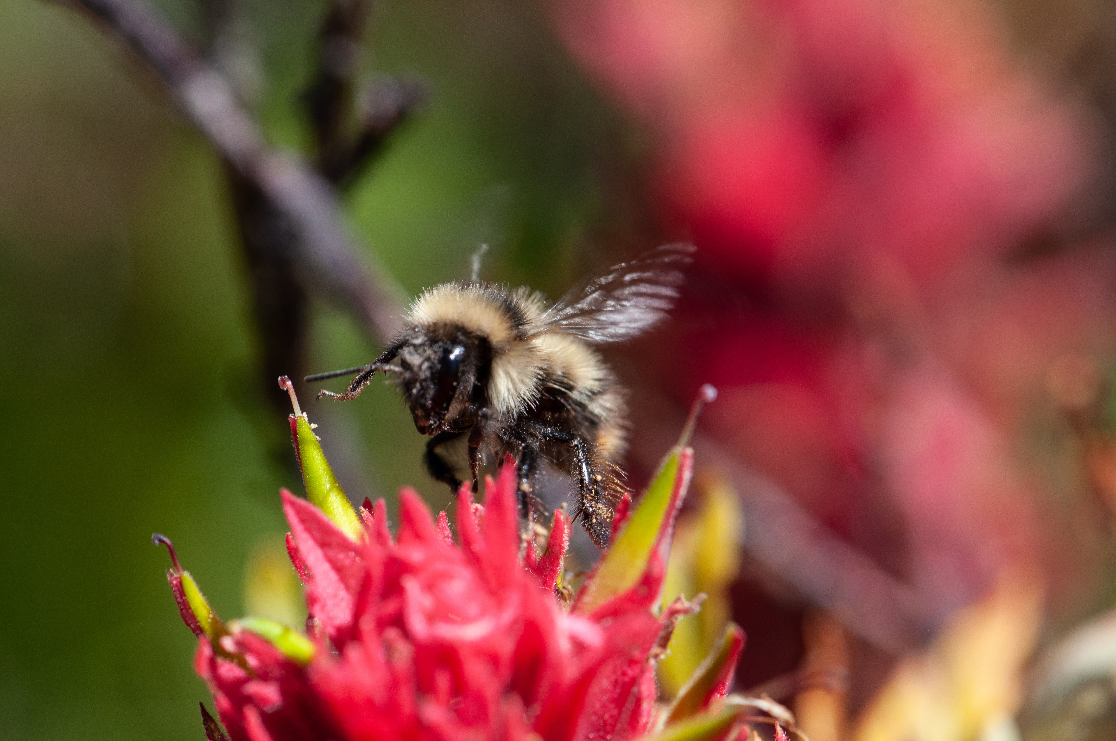 A high country bumble bee flies to a red paintbrush blossom.