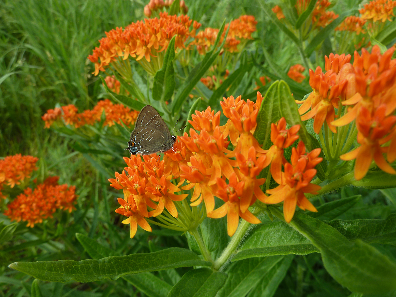 Butterfly drinks nectar from an orange flower