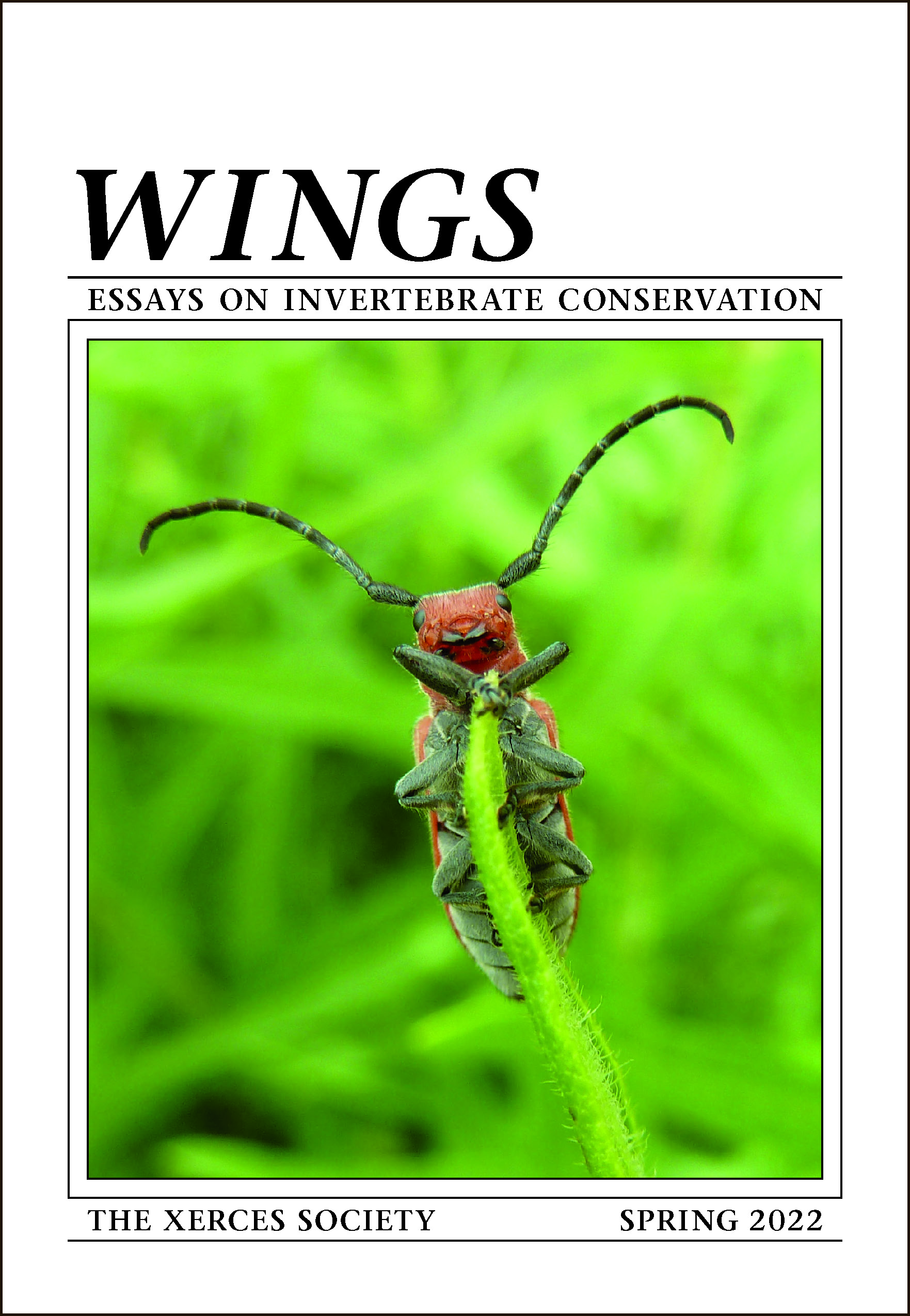 Cover of Wings magazine