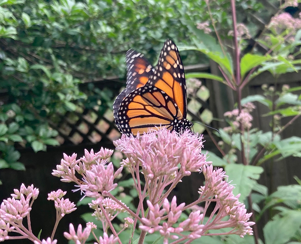 Monarch butterfly on milkweed blooms