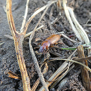 ground beetle in soil