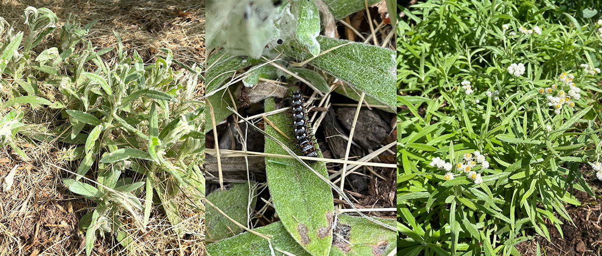 First: scraggly plants. Second: caterpillar on those plants. Third: same plants thriving and blooming