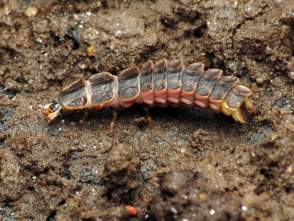 Firefly larvae in soil