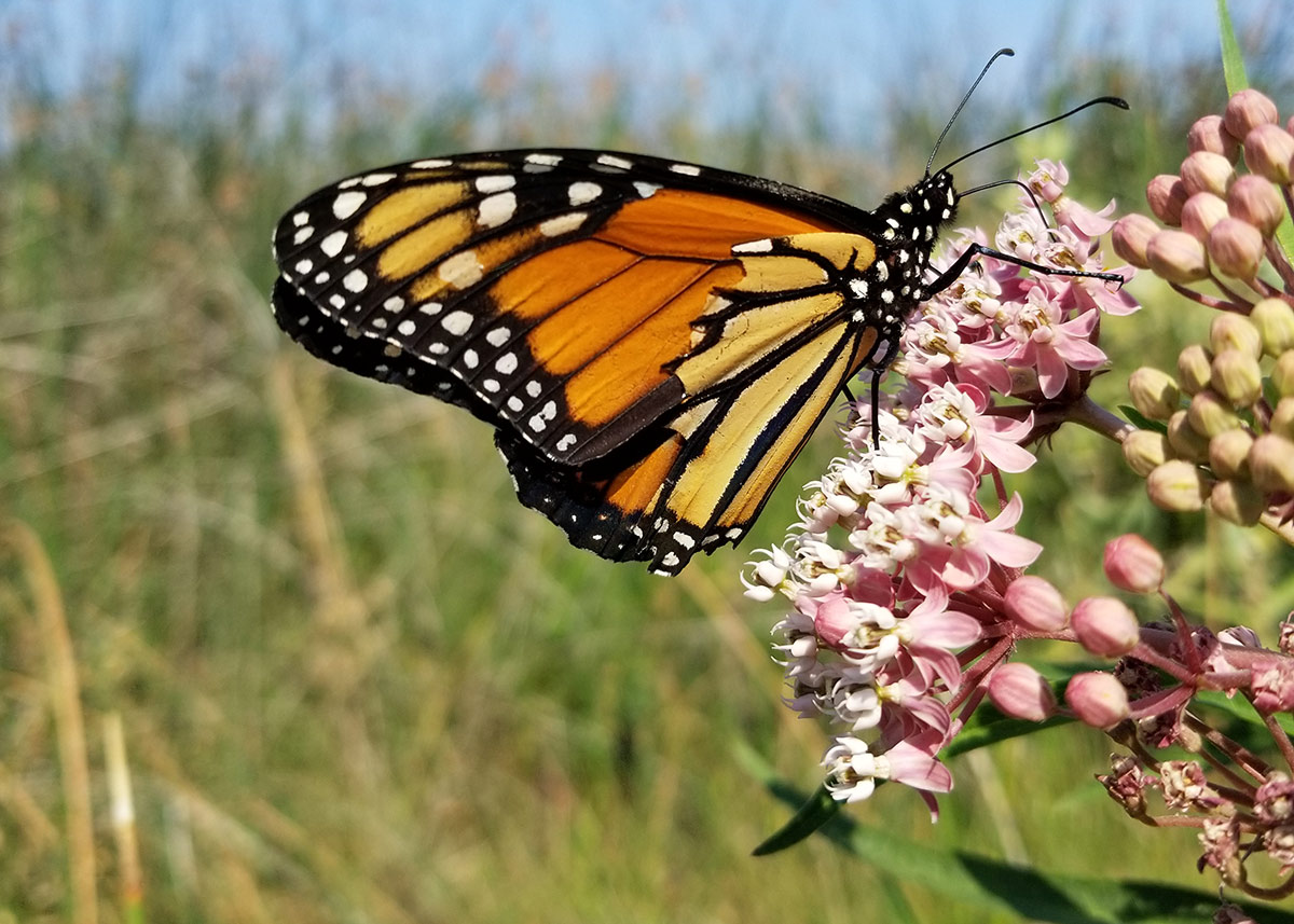 Monarch on swamp milkweed blooms