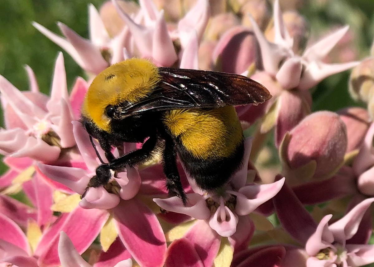 Morrison bumble bee visiting showy milkweed flowers in Nevada