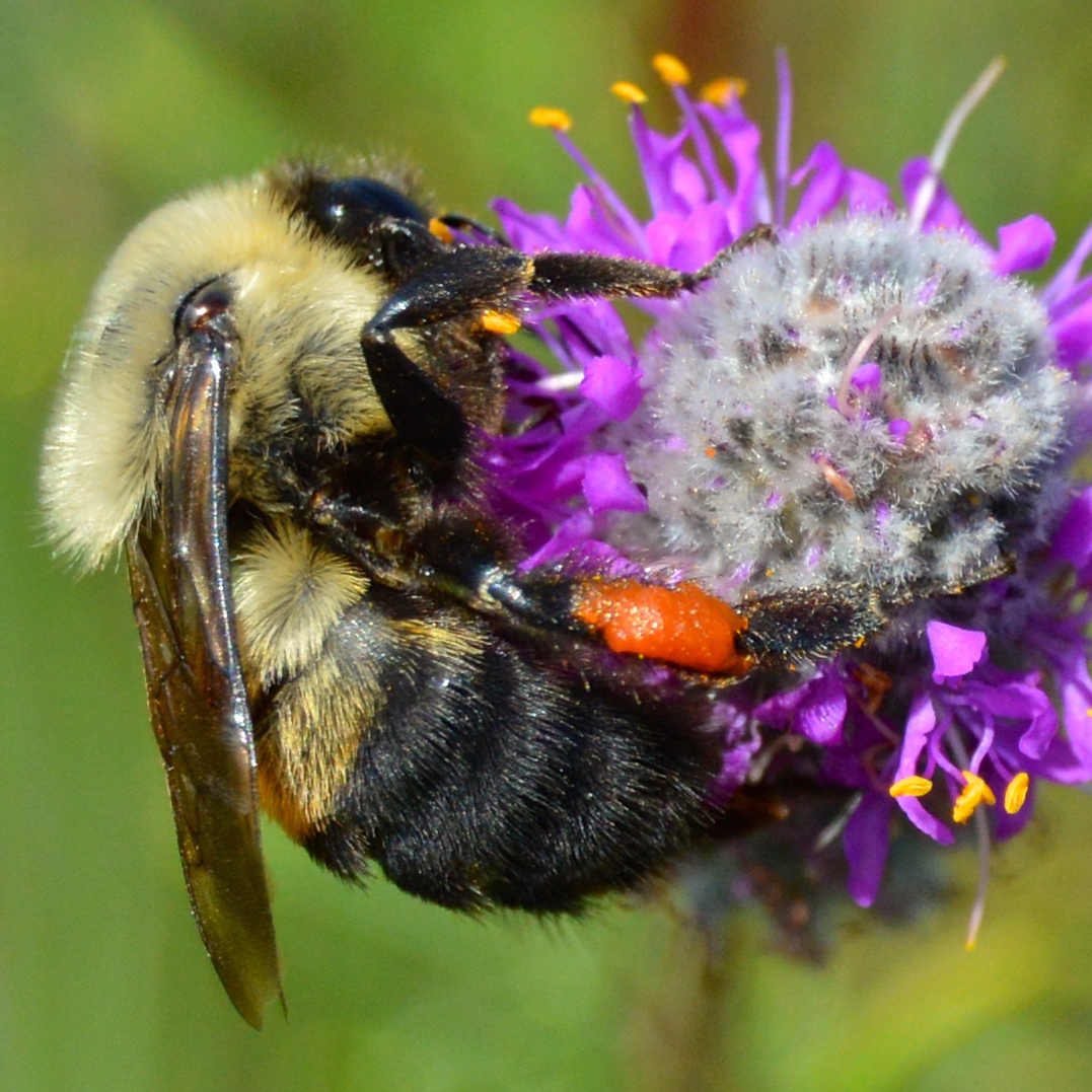 A bumble bee with fuzzy, somewhat distinct body segments, clings to a round, purple flower.