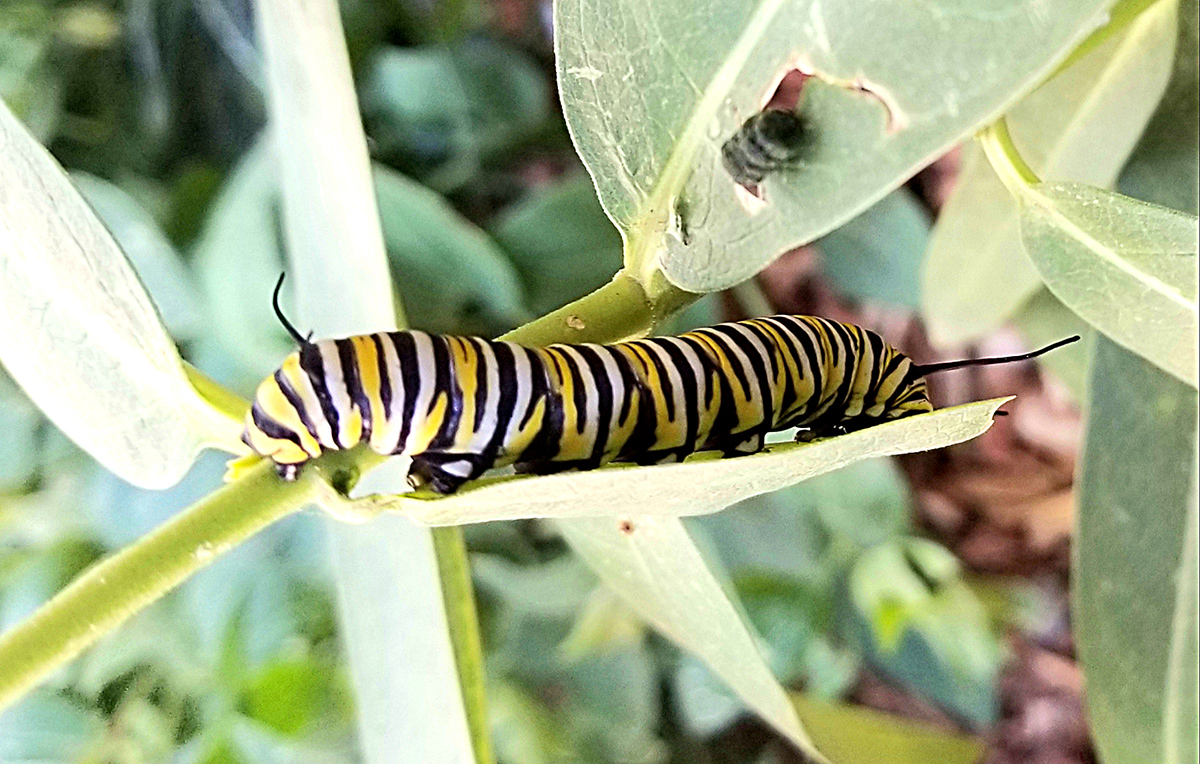 Monarch caterpillar feasts on showy milkweed plant