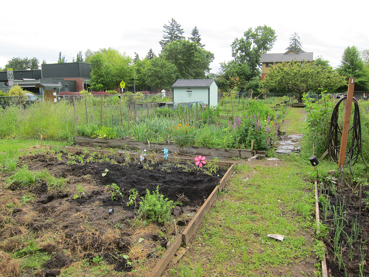 Various plots and plantings in a North Portland community garden 