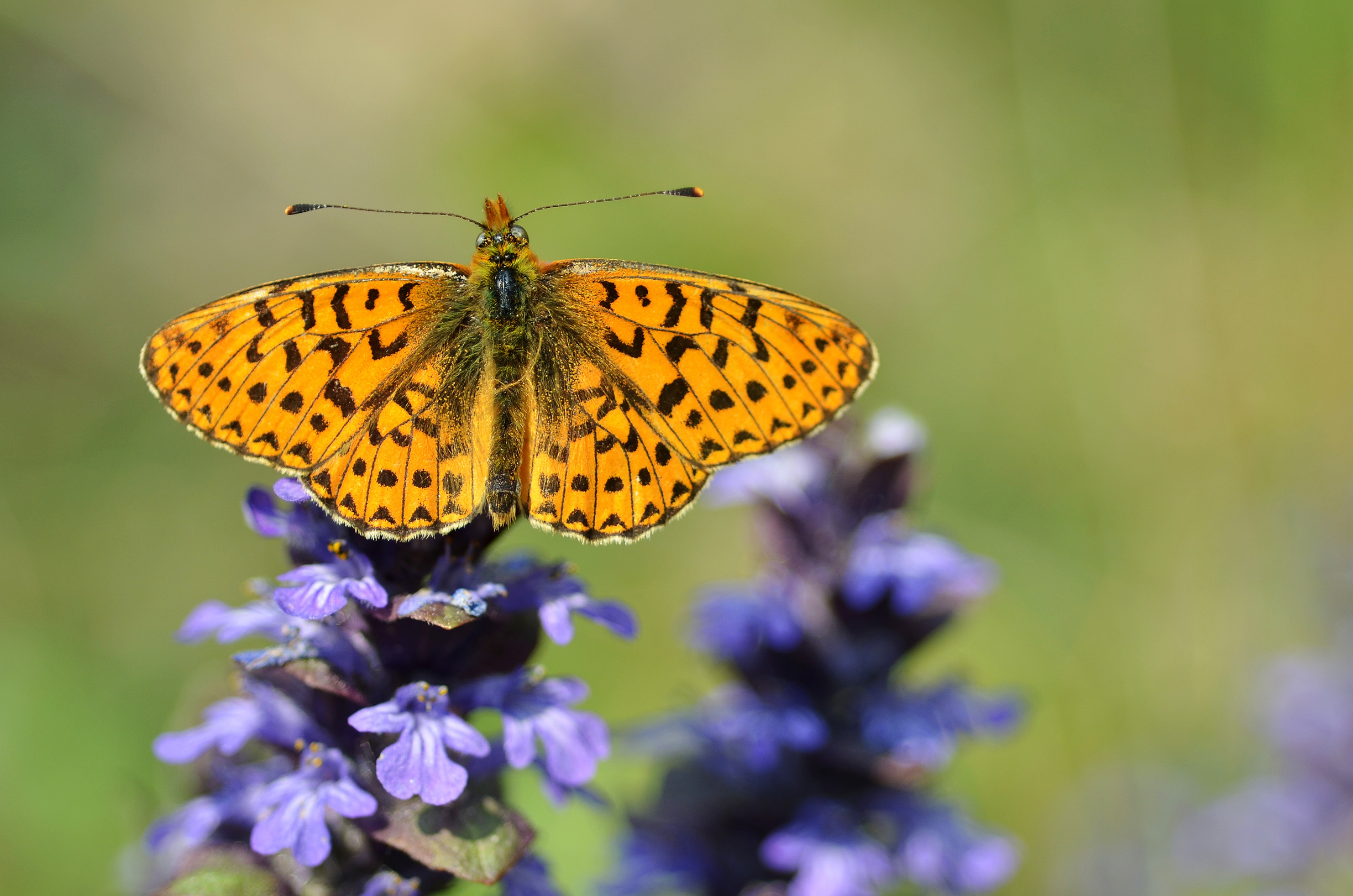 An orange butterfly basking with wings wide open on the top of a purple flower spike.