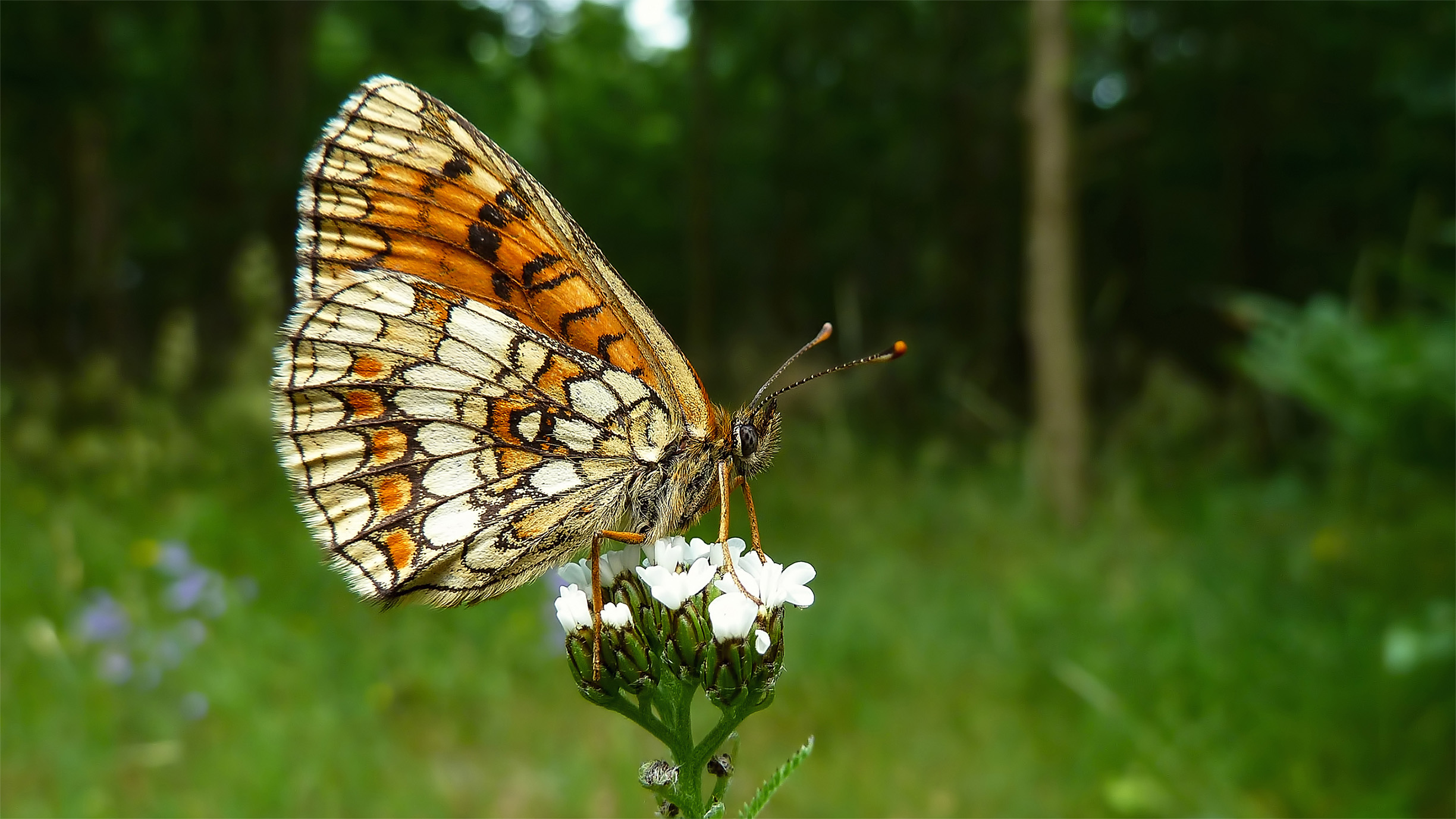 A butterfly sitting on a white flower. It's wings are closed, showing the delicate pattern of cream and orange markings.