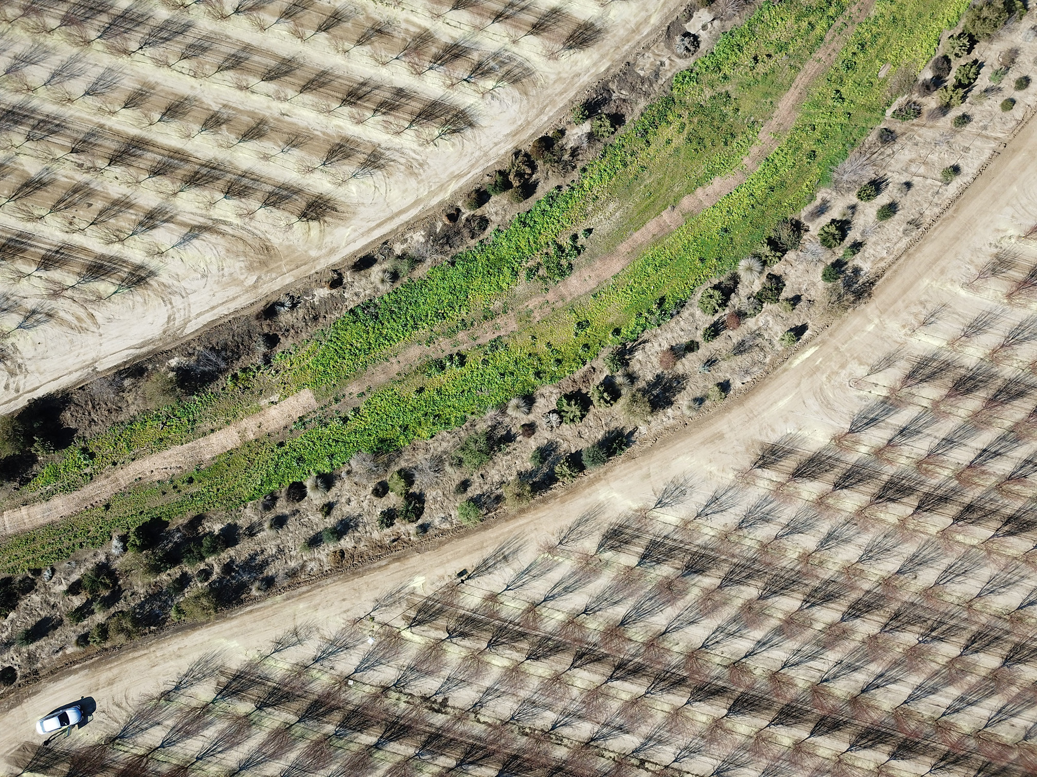 An aerial view looking directly down on a farm. The upper and lower parts of the photo show rows of almond trees. Across the middle stretches a creek channel which has been planted with shrubs and flowers as habitat for pollinators.