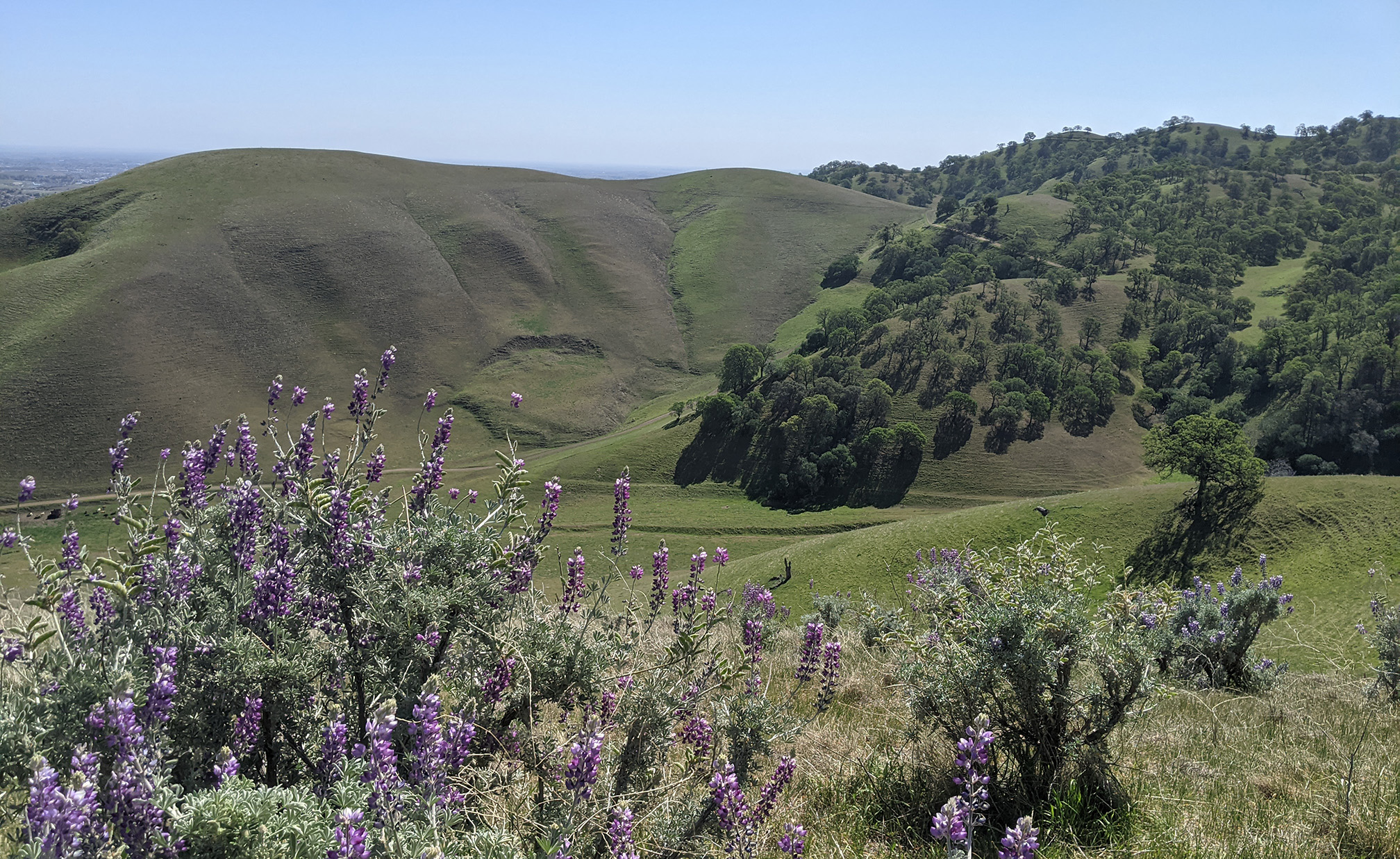A view of a hilly landscape beneath a cloudless blue sky. The hillsides are covered in green grass with woodlands and scattered round-shaped oak trees. In the foreground is a patch of lupines with tall spikes of purple flowers.