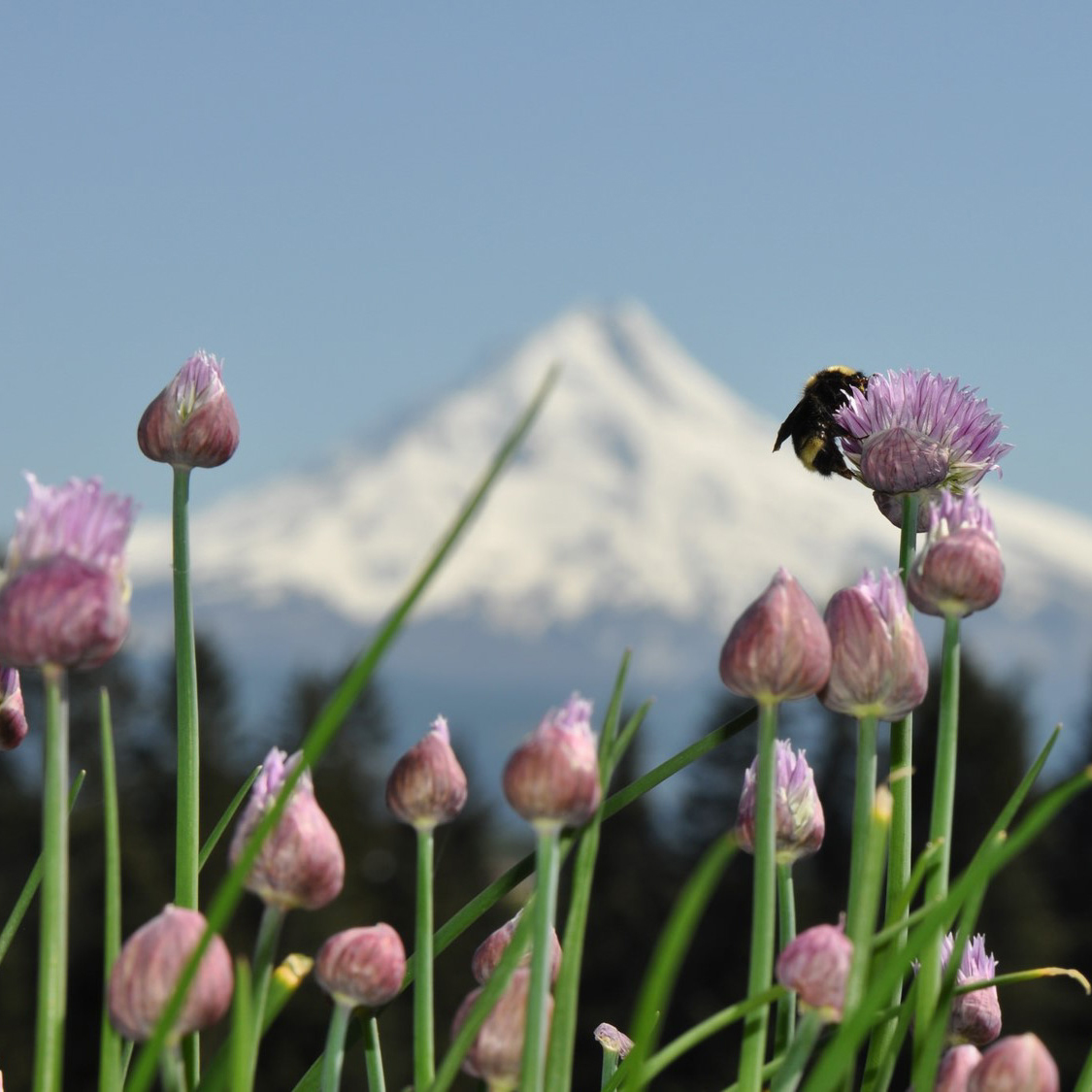 A bumble bee collects pollen from a pink, round bloom in the foreground; the snow-covered peak of Oregon's Mt. Hood looms in the background.