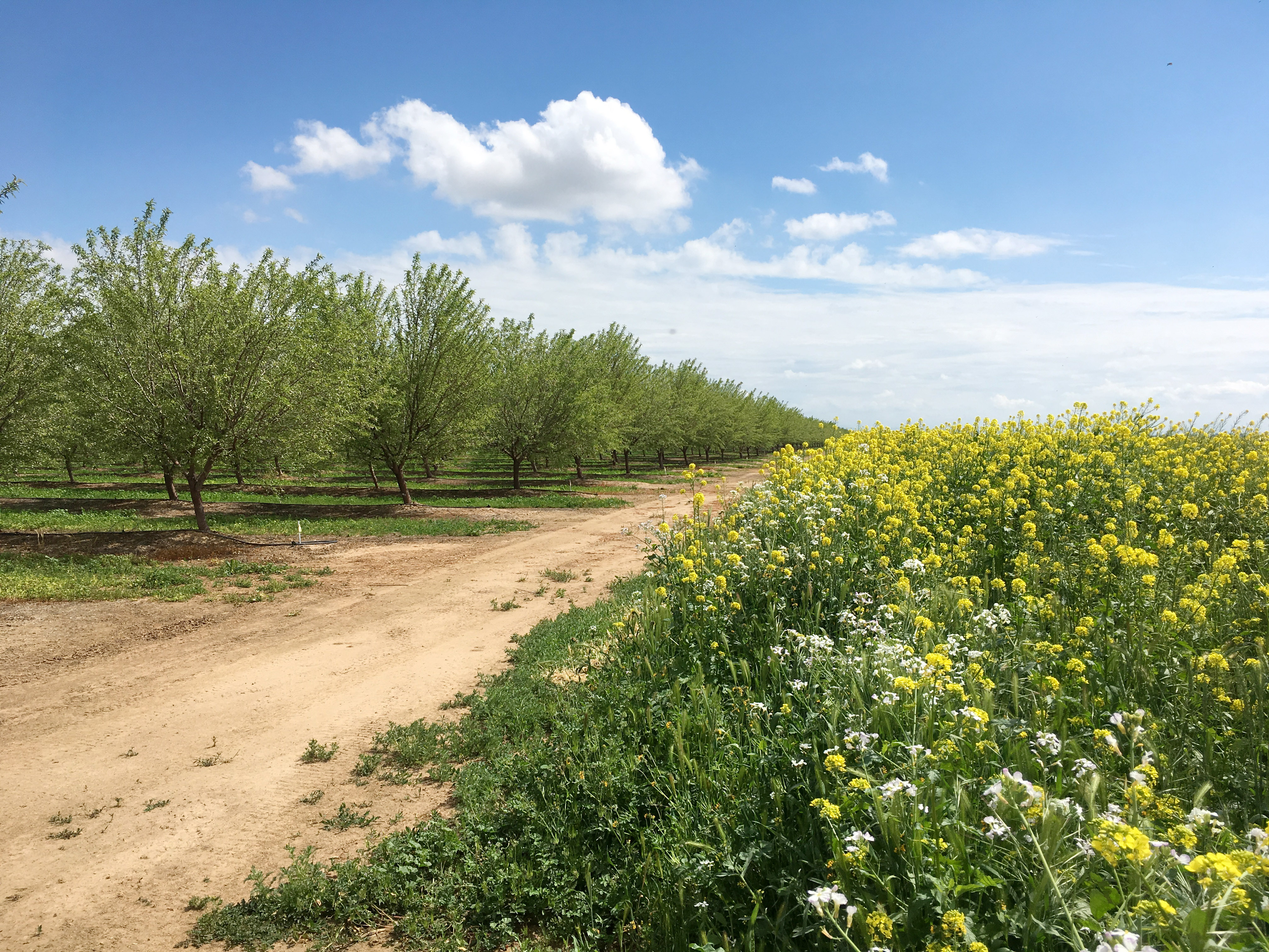 In this landscape image, rows of green, leafy trees are on the left, and on the right are blossoming cover crops of various colors. There is also blue sky and puffy clouds to round out this idyllic scene.