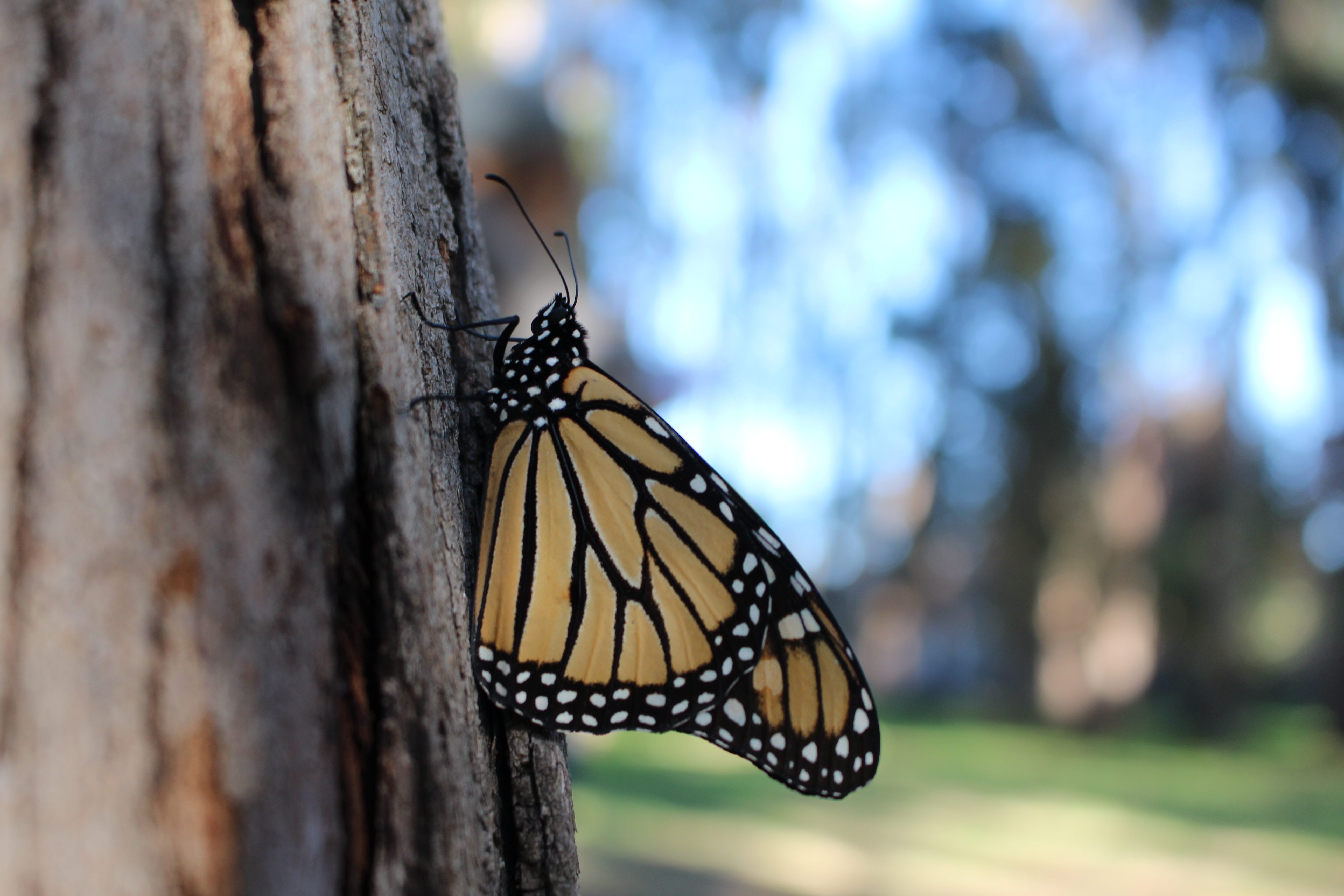 A solitary monarch perches on a tree trunk in this dimly-lit scene.