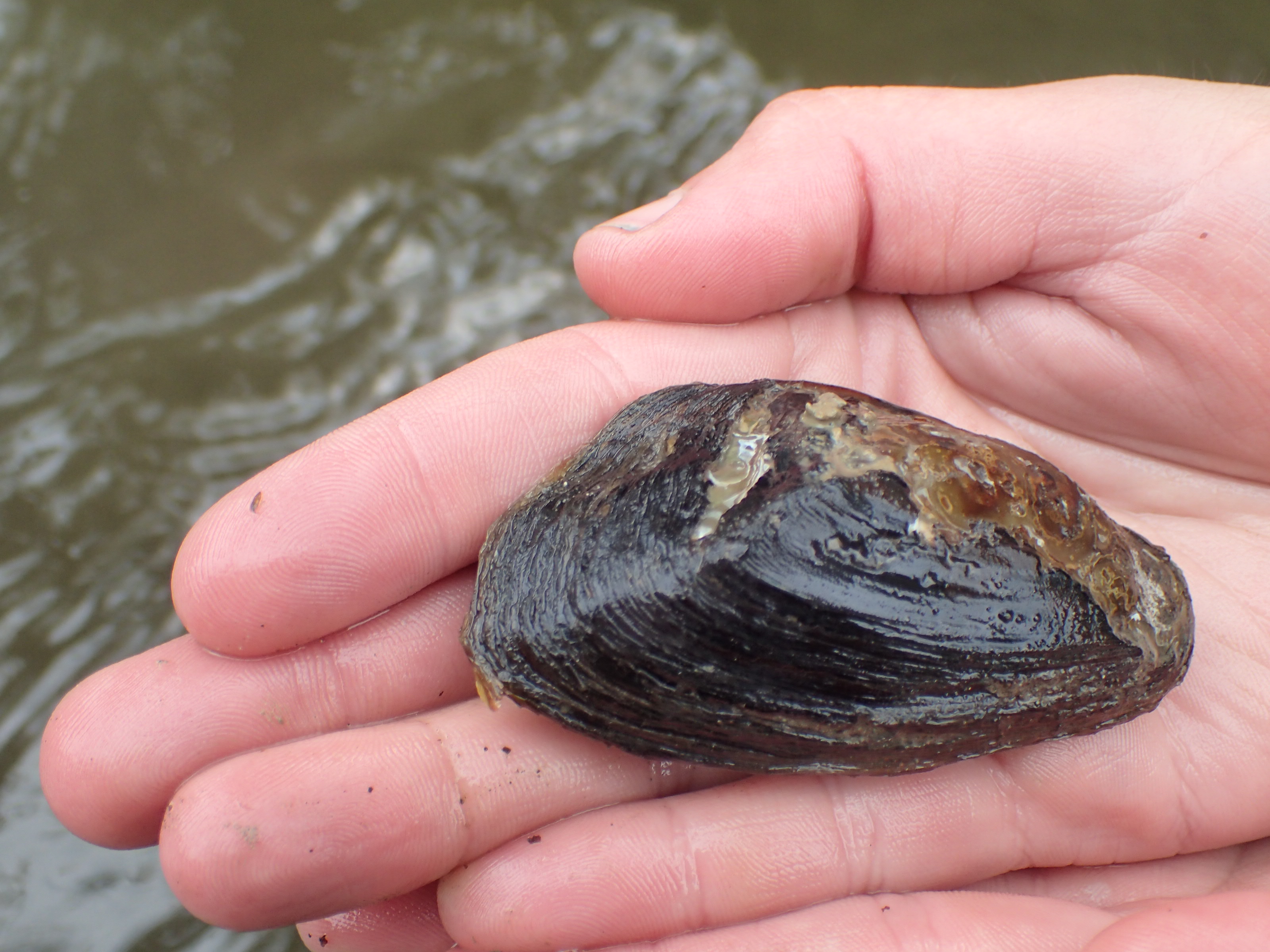 A close up of a biologist's hand carefully cradling a the brown shell of a living western ridged mussel.