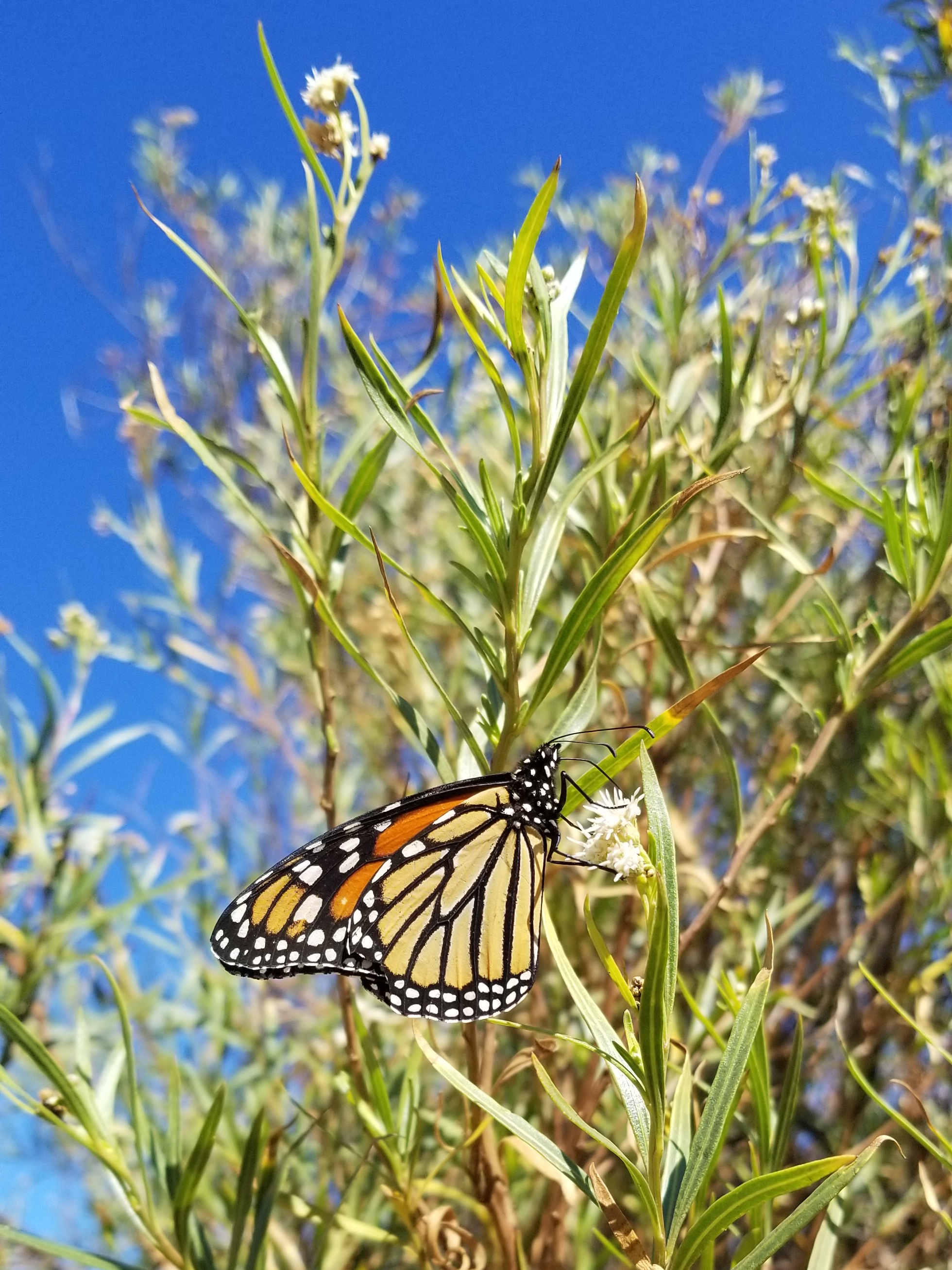 An orange and black monarch butterfly drinks nectar from the creamy-white flowers of mule fat