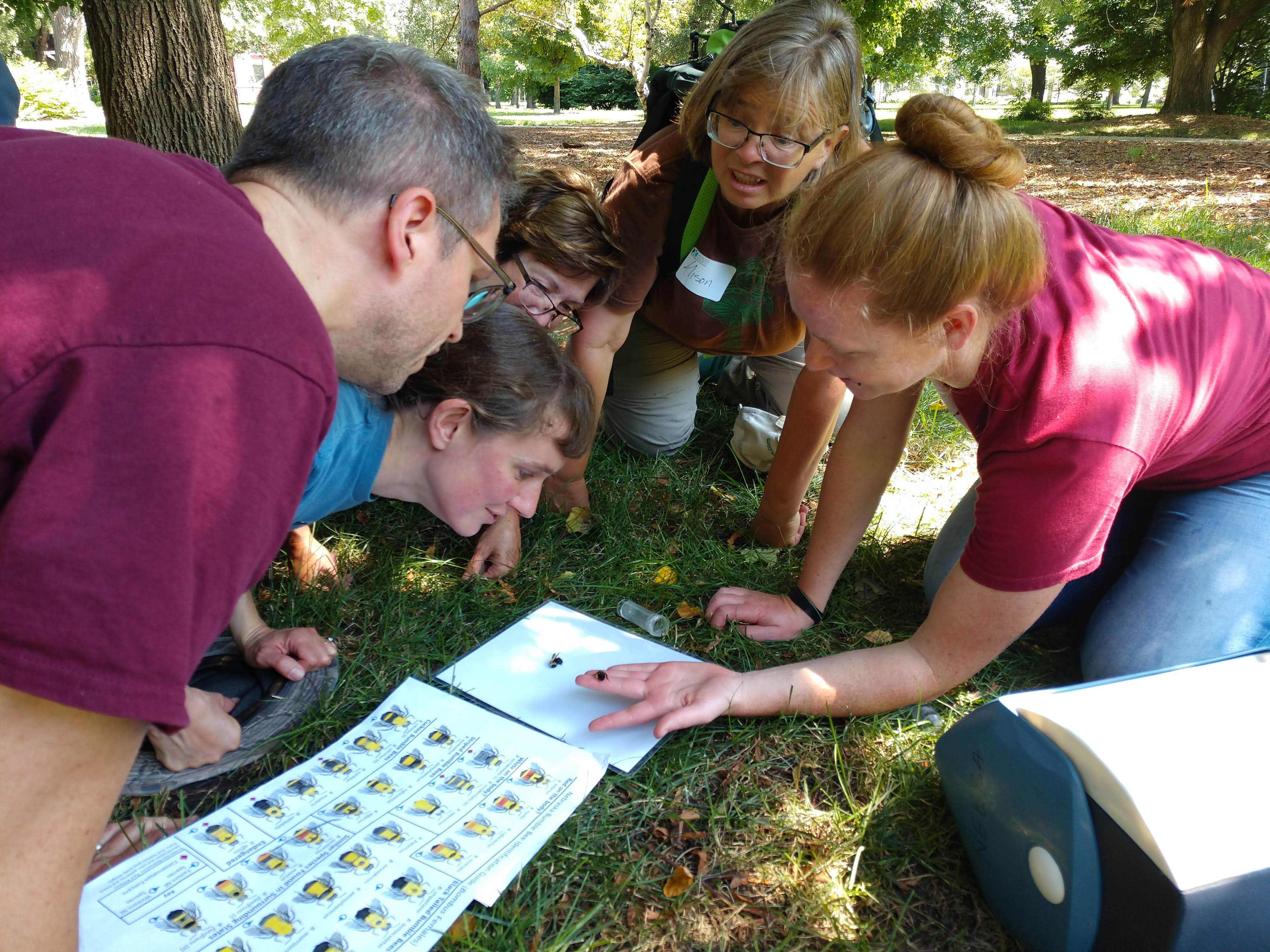 A group of people seated on the grass lean in to look at a small plastic vial on the ground, next to a sheet of diagrams for bee identification.