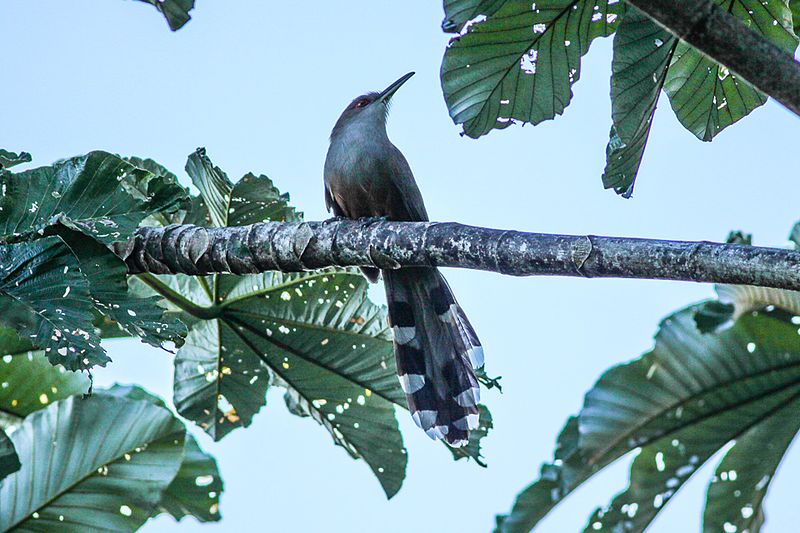 A bird perches on a branch in a rainforest.