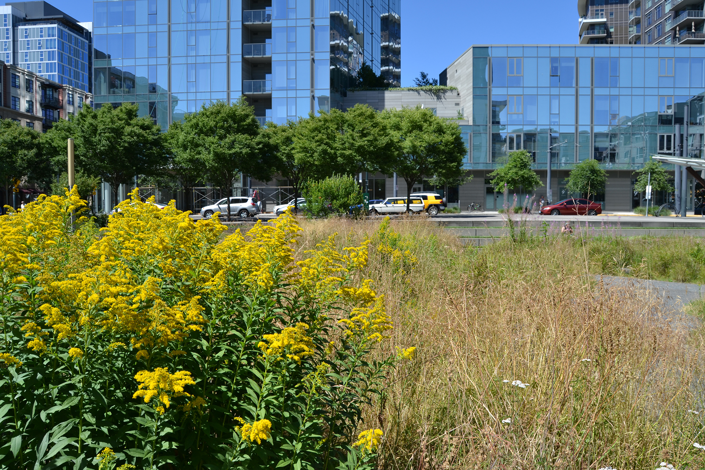 Native wildflowers bloom among office buildings