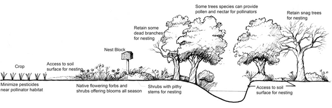agroforestry notes no 34 illustration