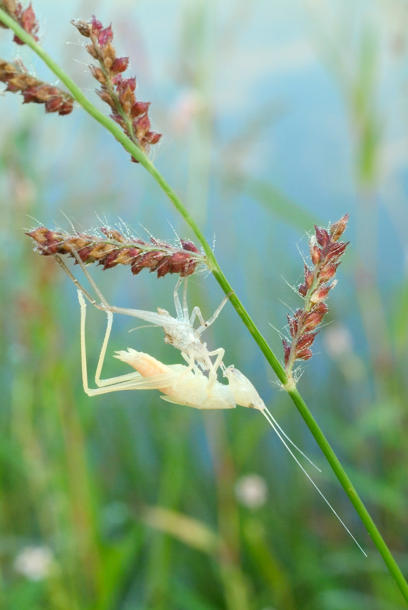 On a dew-studded stalk of grass with a green stem and pink seeds, a white insect stands atop the empty shell of its former exoskeleton. It has just molted.