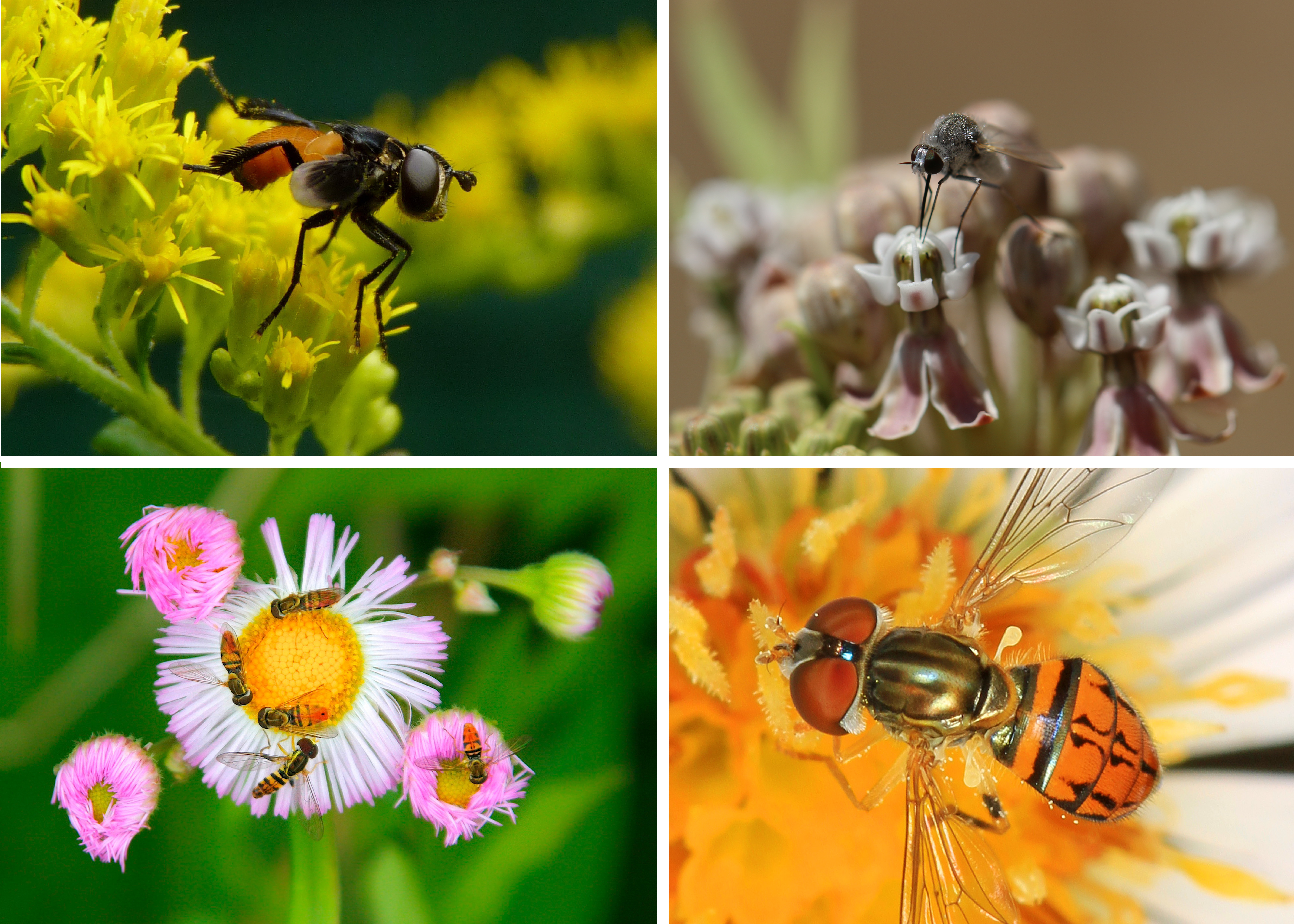 A colorful assortment of fly images demonstrates the diversity of Diptera.