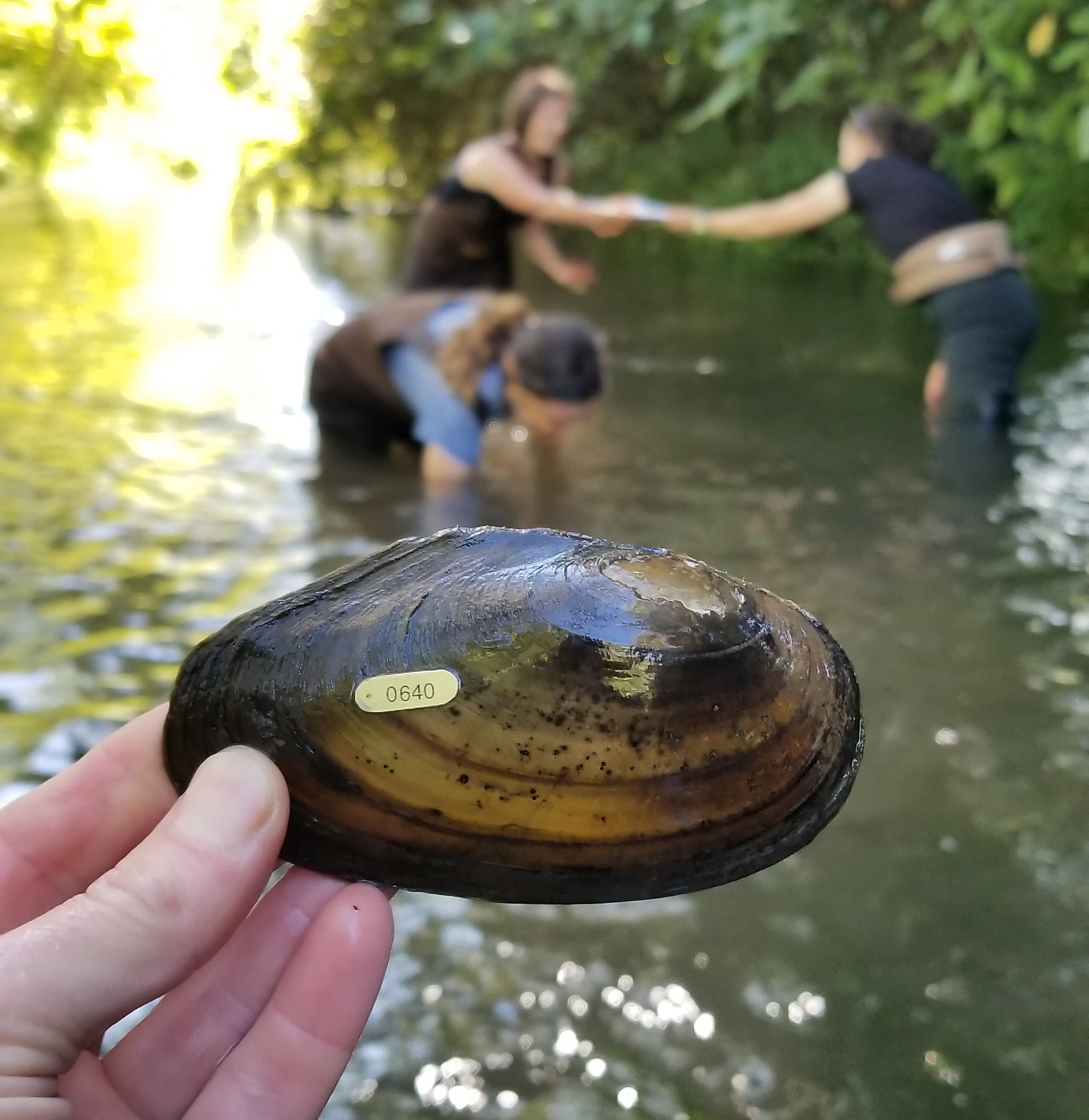 Women wading in a thigh-deep stream pass a freshwater mussel (a large shell) between them.