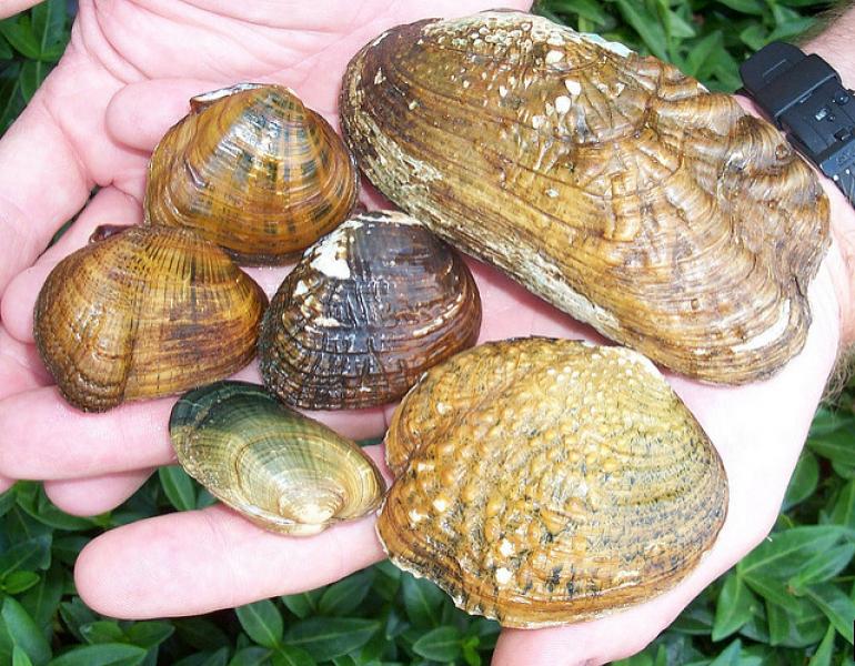 freshwater mussels