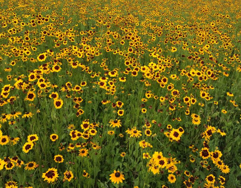 A field bursting with bright yellow flowers is shown.