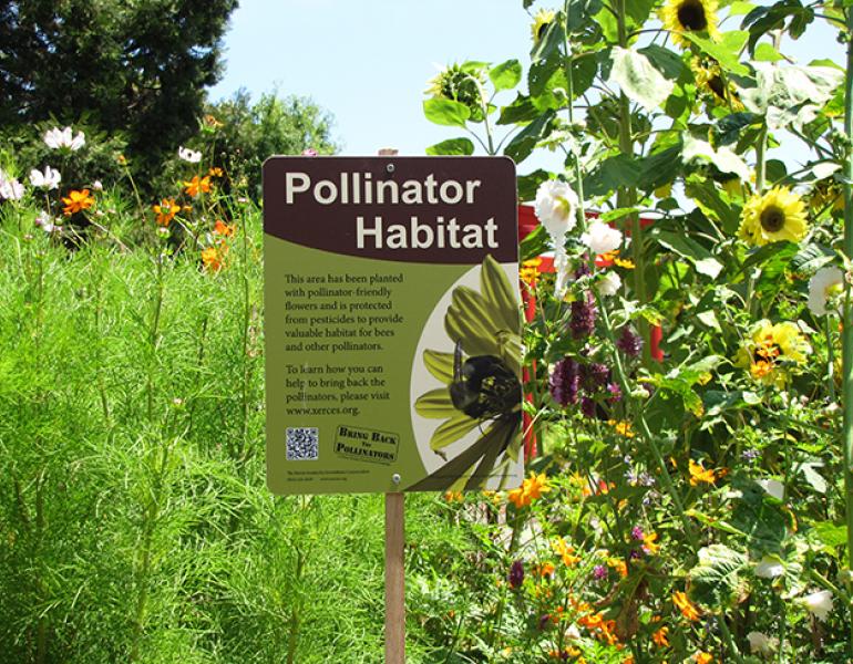 A Xerces Society pollinator habitat sign stands proudly in a lush garden.