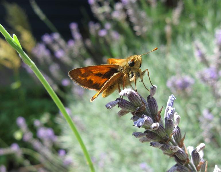 A small, orangish-brown butterfly perches on a sprig of grayish-purple lavender.