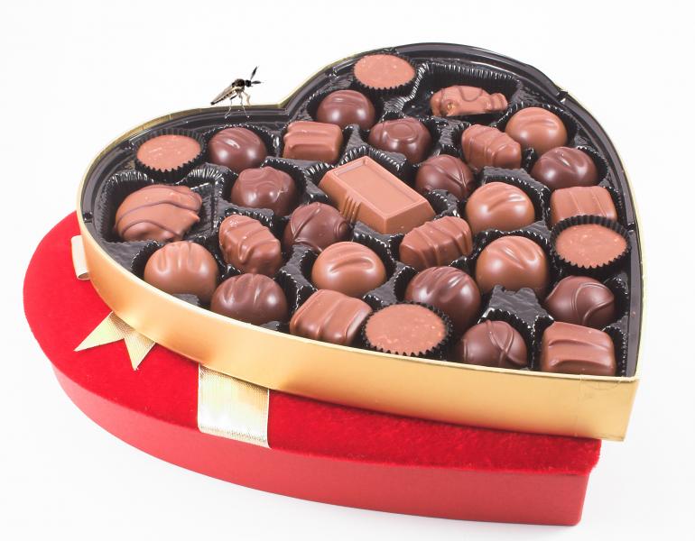 A heart-shaped box of chocolates with the lid off is shown, with a small fly perched on the rim.