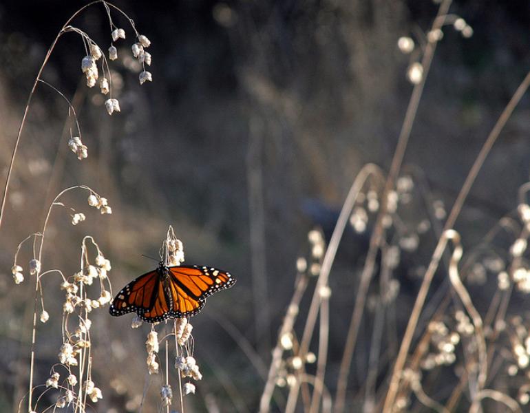 A bright orange and black monarch perches on dry flowers in a tan field.