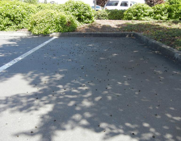 Hundreds of dead bees lay across a single parking space in this photo of the Wilsonville bee kill.