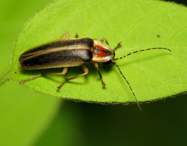 A beetle perches on a leaf.
