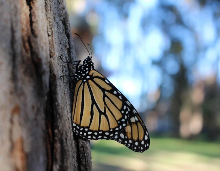 A monarch clings to the trunk of a tree in a dimly-lit landscape.