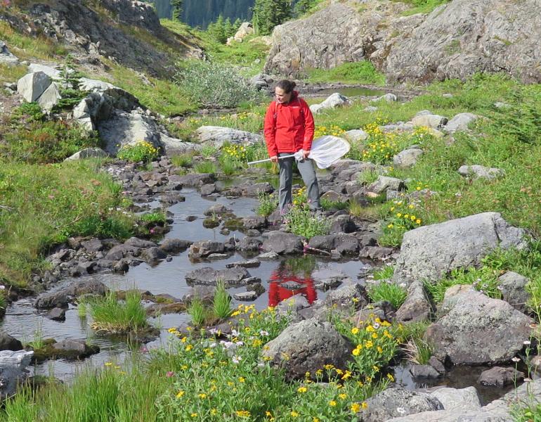 A woman in a red rain coat and gray hiking pants stands on the edge of a rocky mountain stream, holding a net, and scanning the water carefully. She is in a mountain meadow with yellow flowers.