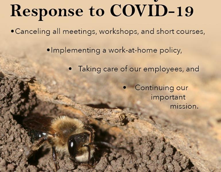 In this graphic, a bee peeks out of a hole in loose dirt. The text says, "The Xerces Society's Response to COVID-19," and lists the points outlined in this blog post.