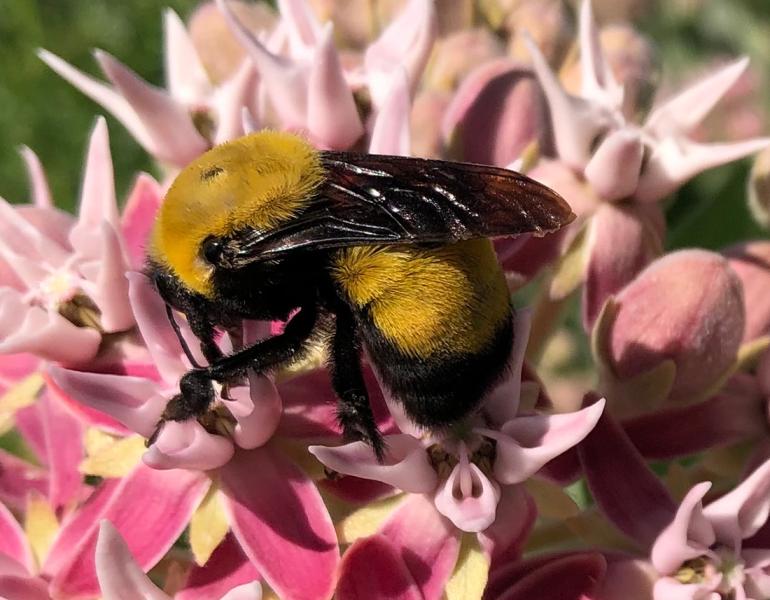 Morrison bumble bee visiting showy milkweed flowers