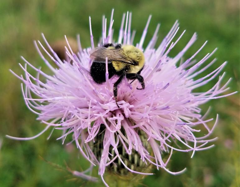 In the center of a large pink-colored thistle bloom is a black and yellow bumble bee.