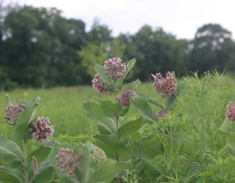 Pale pink and purple ball-shaped flower heads of common milkweed stand out against the green foliage of this habitat strip beside a farm field