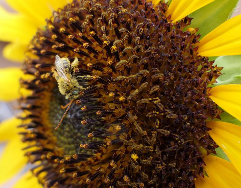 A pale brown bee with very long antennae forages on a sunflower