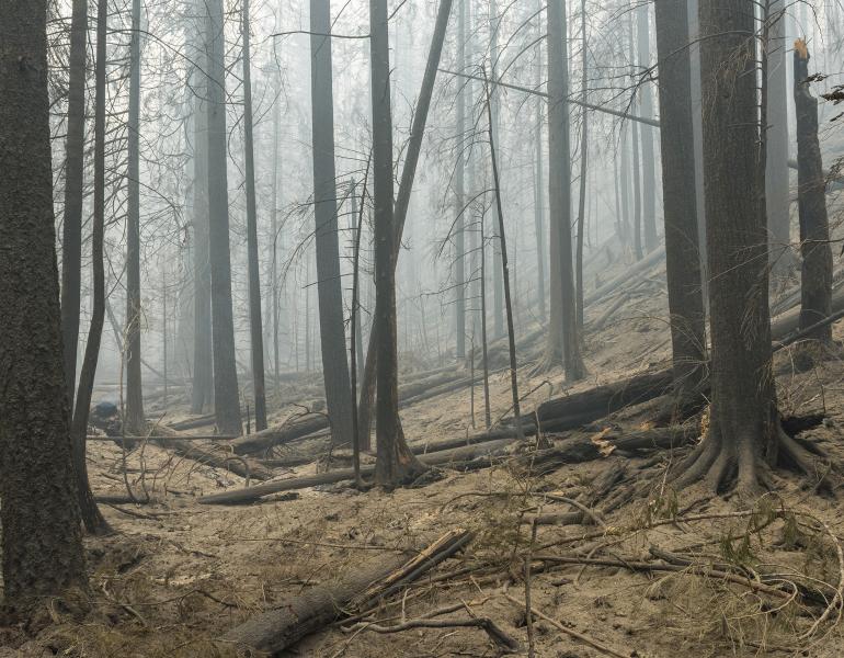 Smoke hangs over the charred trees and barren soil of a badly burned forest.