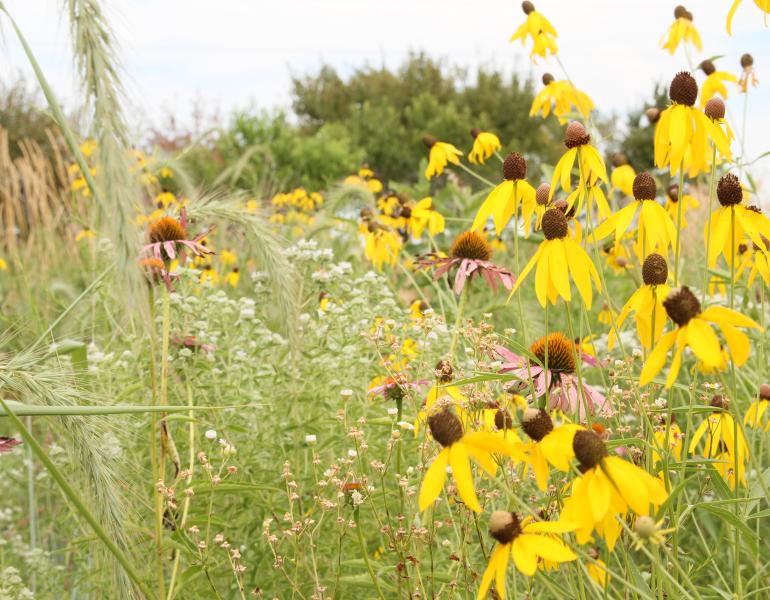 A patch of pollinator habitat on a farm in Iowa is a mass of yellow, white, and purple flowers