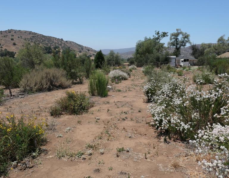 A photo of a desert landscape. In the background, brown hills dotted with green shrbs rise toward the blue sky. In the foreground, flowers are in bloom. A row of low shrubs coverd in white flowers stretches away from the viewer toward a clump of short trees.
