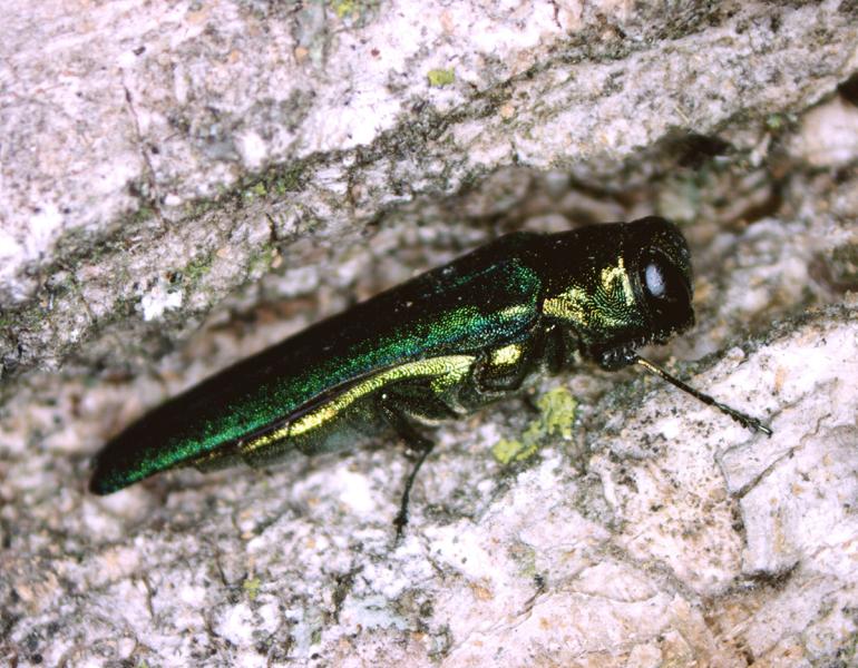 Adult emerald ash borer insect