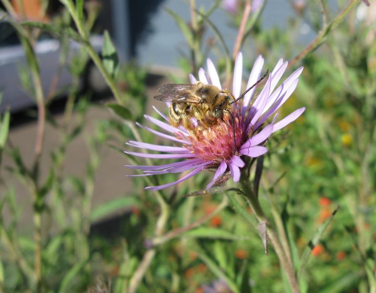 melissodes bee on flower 