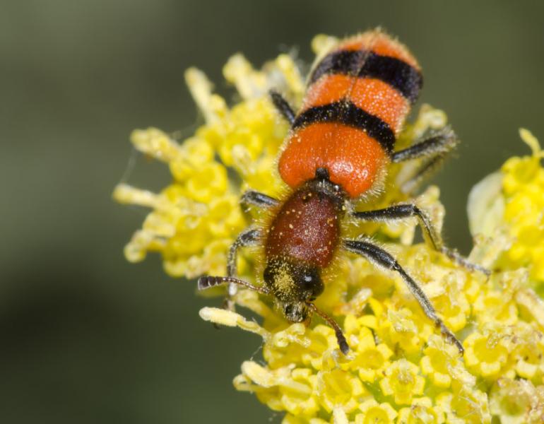 An orange-and-black striped checkered beetle foraging on yellow flowers